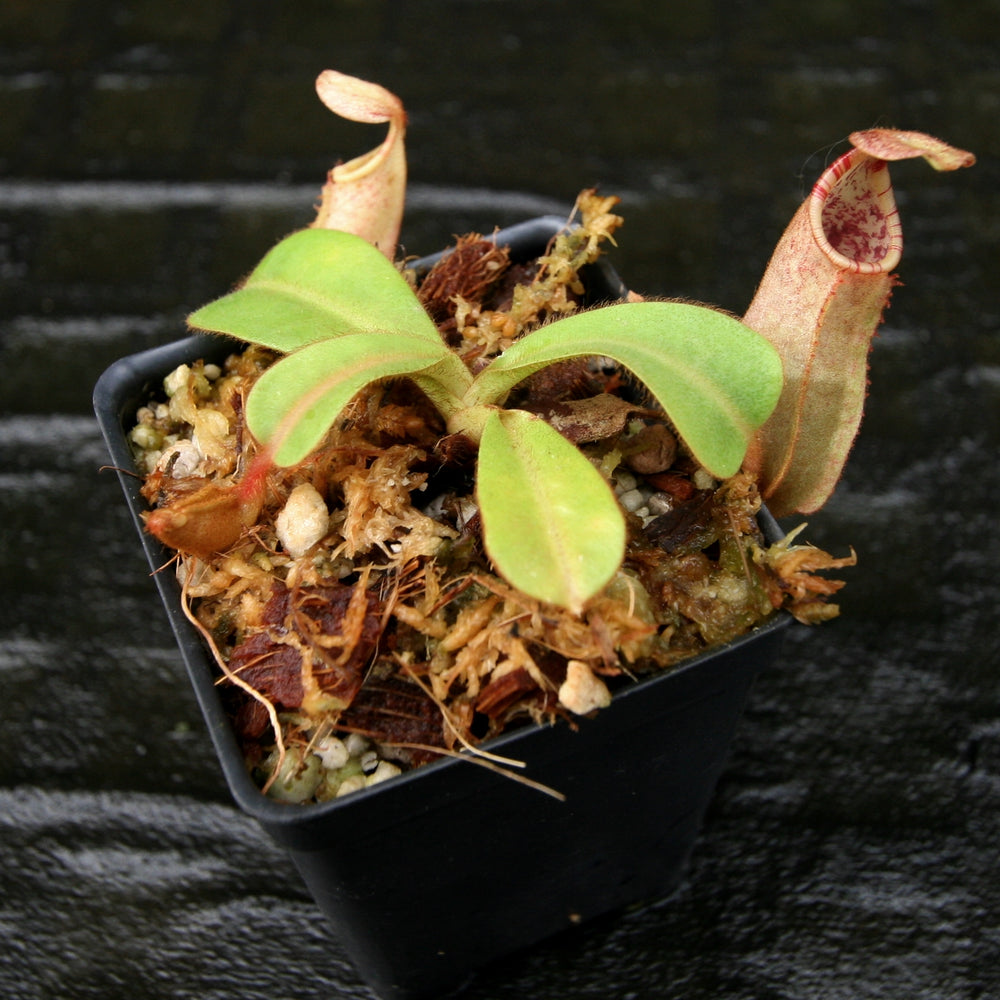 
                      
                         Nepenthes veitchii Bareo, BE-3734 large squat striped peristome pitcher, Pitcher plant, carnivorous plant, collectors plant, large pitchers, rare nepenthes, terrarium plant, easy to grow nepenthes, beginner nepenthes, beginner pitcher plants, nepenthes, veitchii.  
                      
                    
