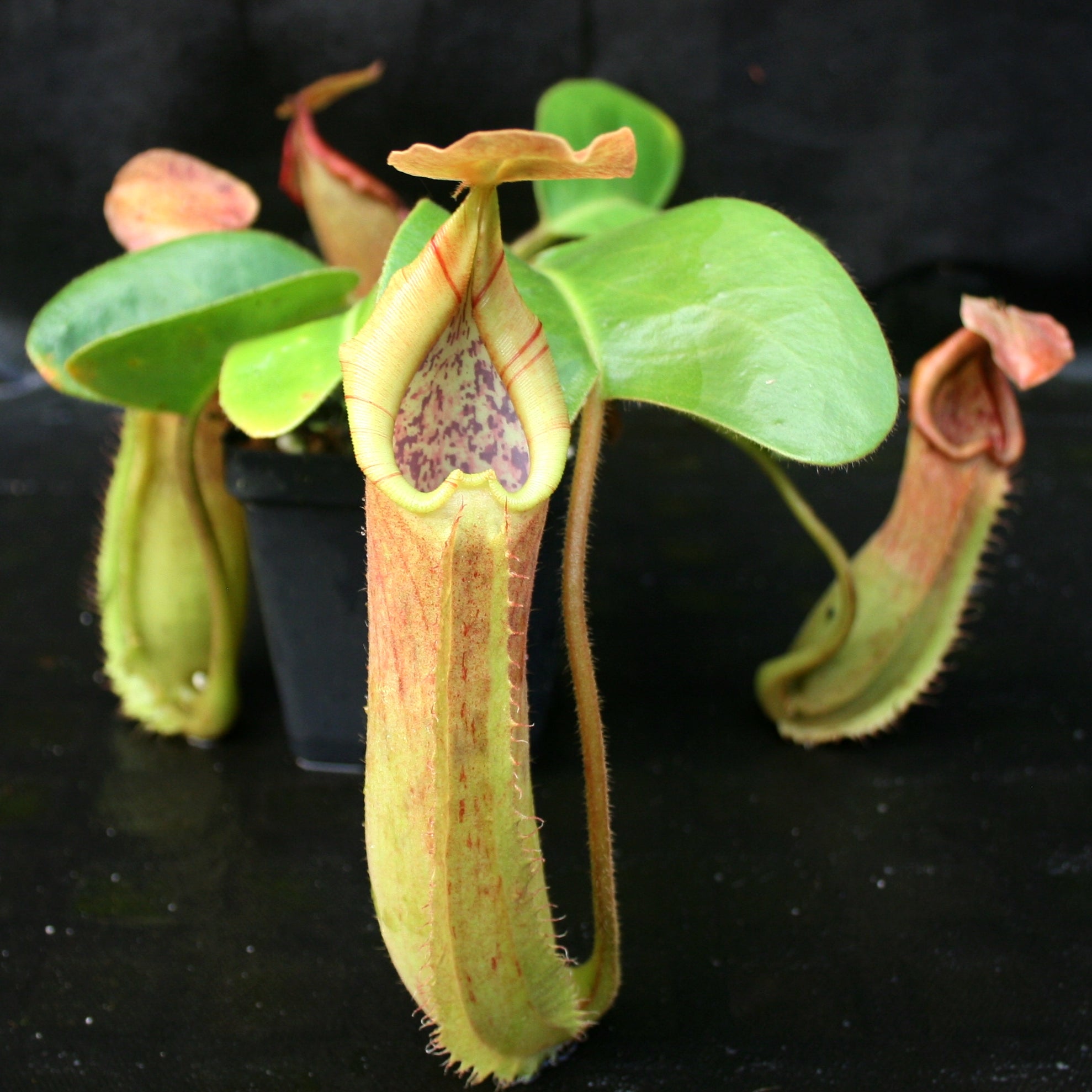 Nepenthes truncata (d) x Pasian Highland Red – Carnivero
