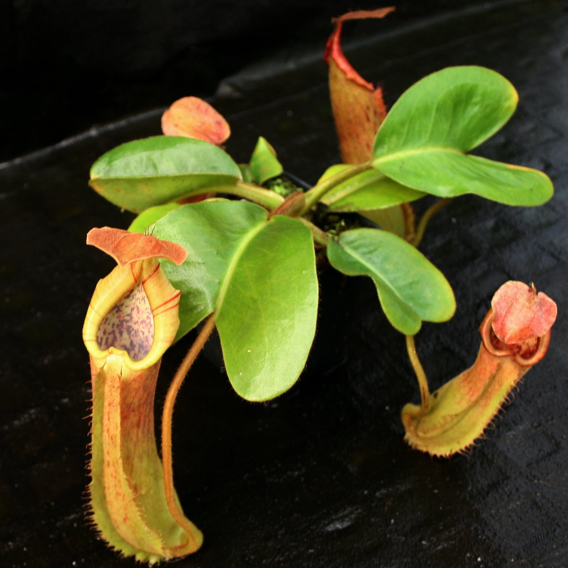 Nepenthes truncata (d) x Pasian Highland Red – Carnivero