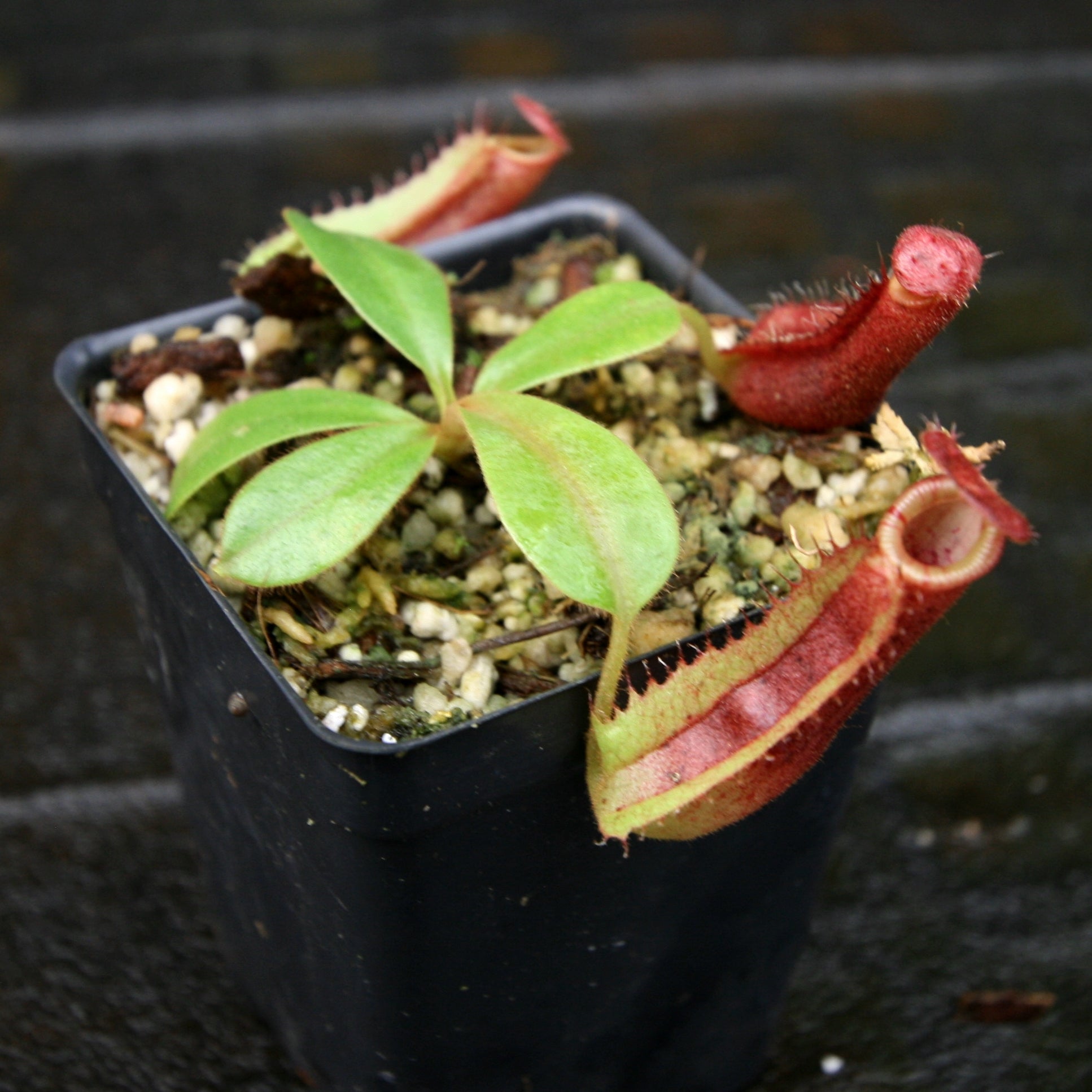 Nepenthes [(lowii x veitchii) x boschiana] x (maxima x veitchii