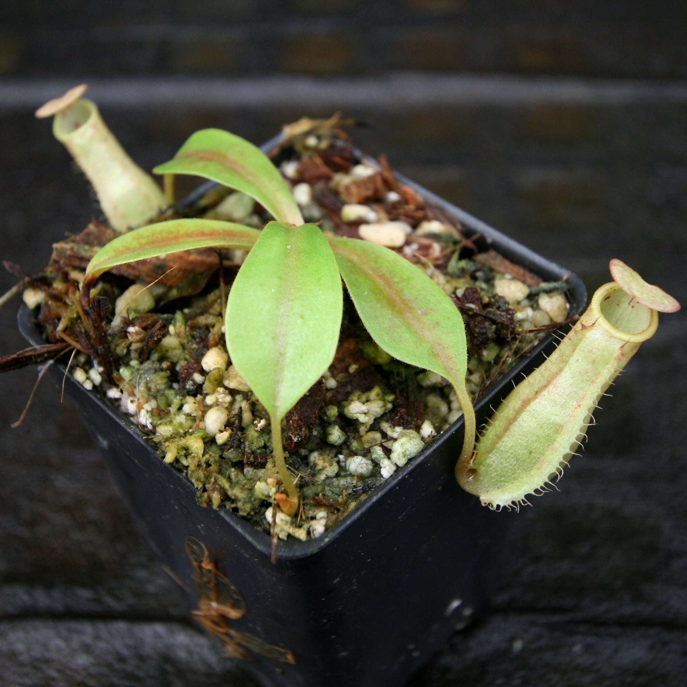Nepenthes [(lowii x veitchii) x boschiana] x (maxima x veitchii