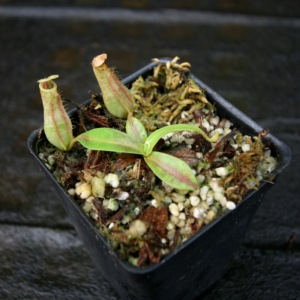 
                      
                        Nepenthes [(lowii x veitchii) x boschiana] x (maxima x veitchii)
                      
                    