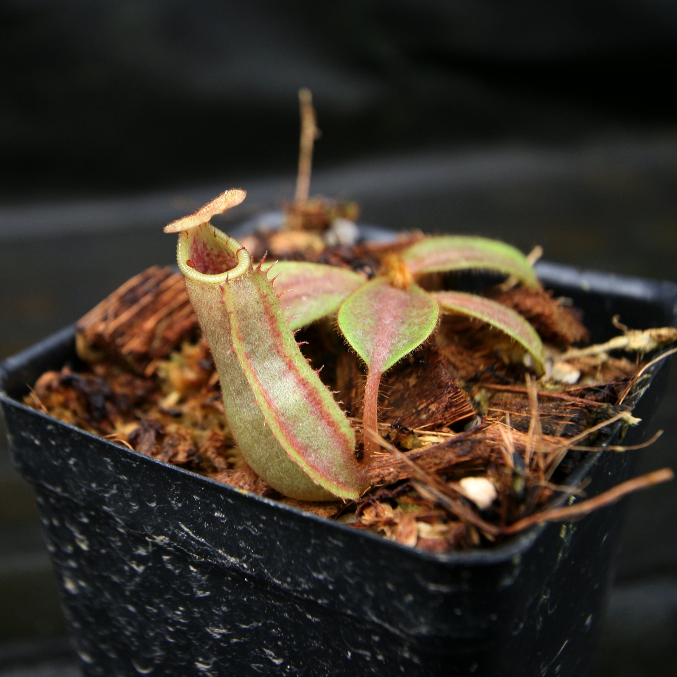 いそべ  Madagascariense veitchii gede Nepenthes veitchii (Hose Mountains x Bareo) – Carnivero