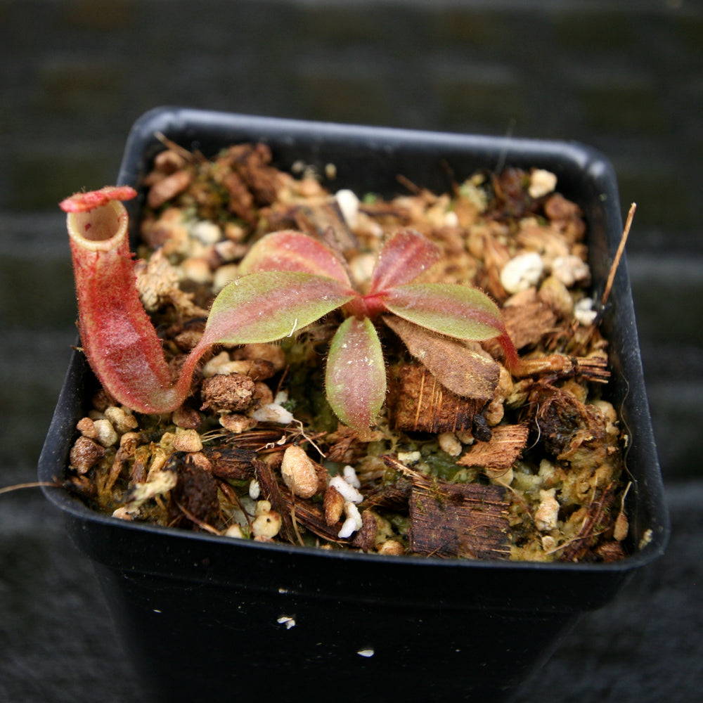 
                      
                        Nepenthes veitchii (Hose Mountains x Bareo)
                      
                    