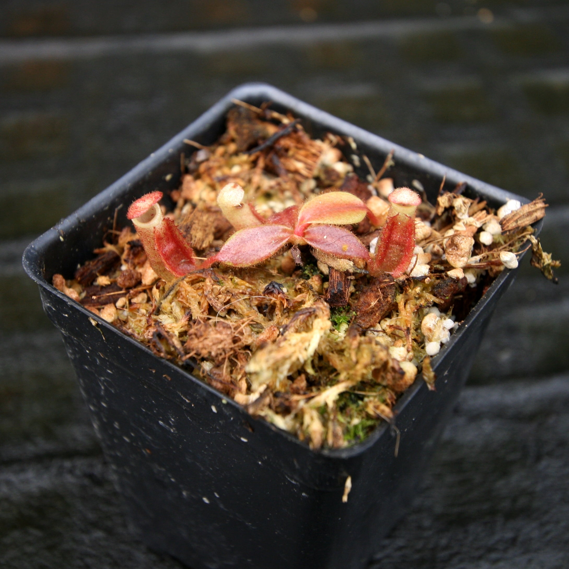 Nepenthes veitchii (Hose Mountains x Bareo) – Carnivero