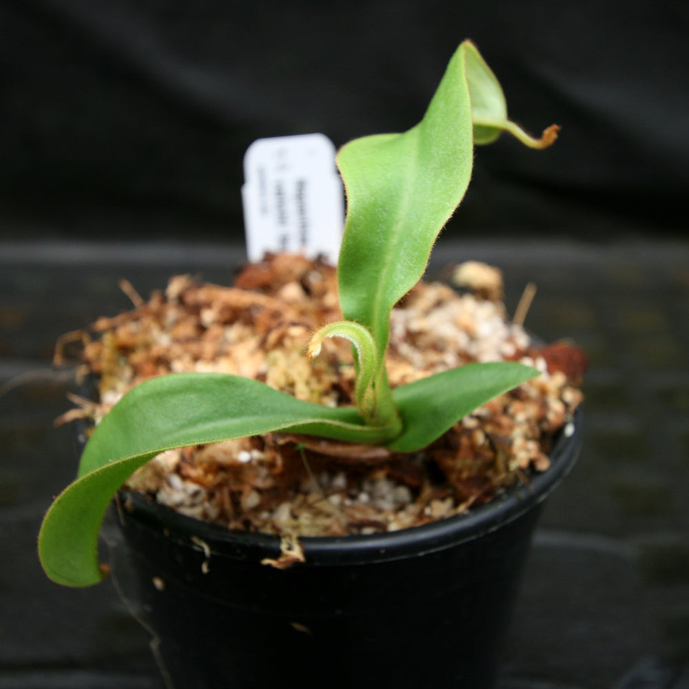 
                      
                        Nepenthes veitchii Bareo Squat
                      
                    