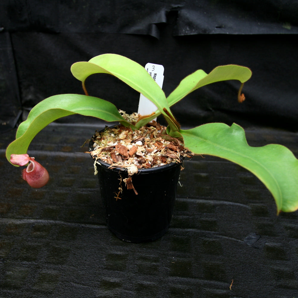 
                      
                        Nepenthes veitchii Bareo Squat
                      
                    