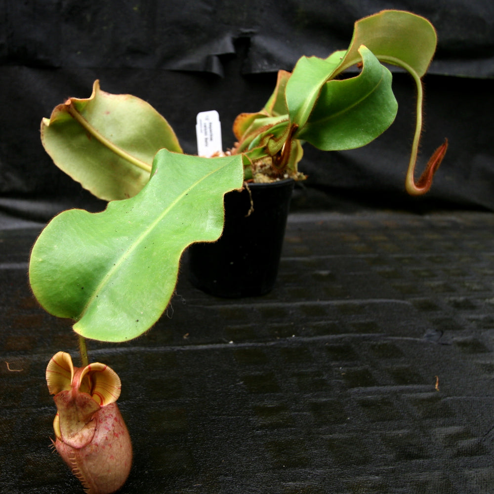
                      
                        Nepenthes veitchii Bareo Squat
                      
                    