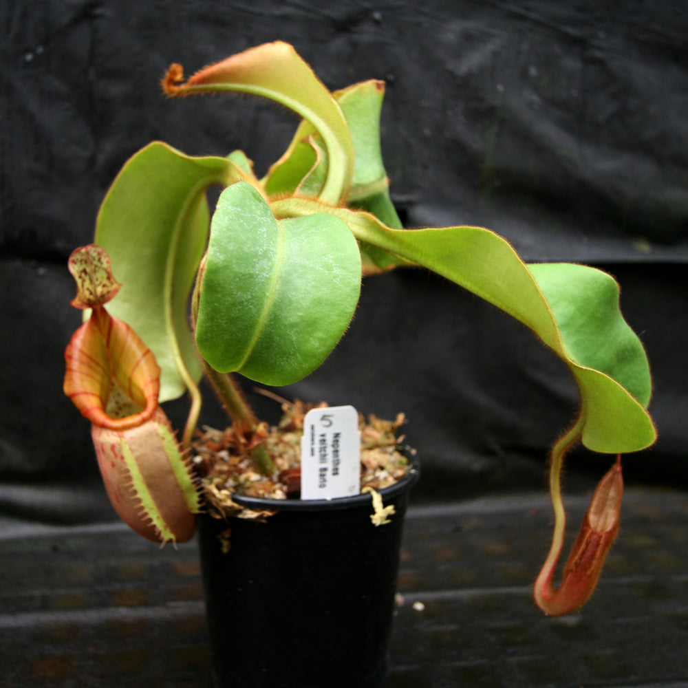
                      
                        Nepenthes veitchii Bareo Squat
                      
                    