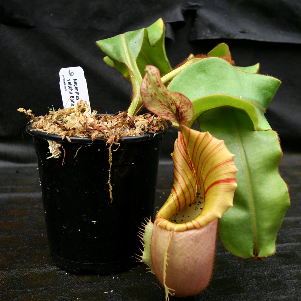 
                      
                        Nepenthes veitchii Bareo Squat
                      
                    