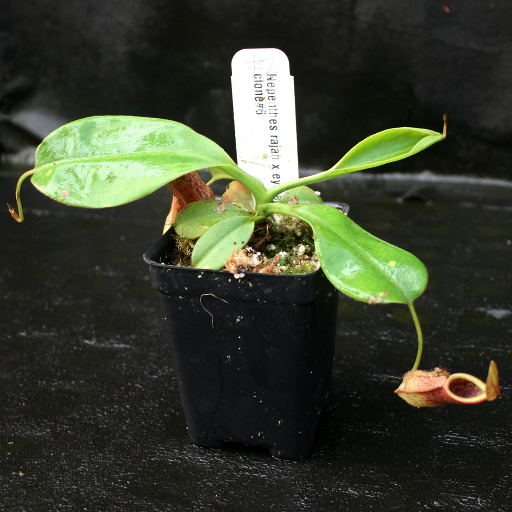
                      
                        Nepenthes rajah x eymae
                      
                    