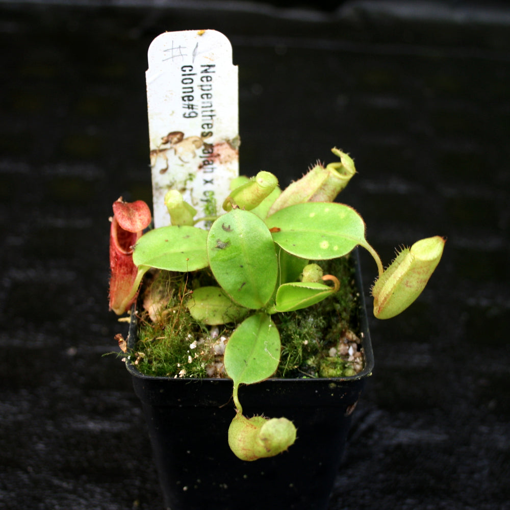 
                      
                        Nepenthes rajah x eymae
                      
                    
