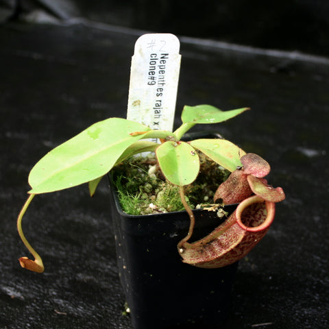 Nepenthes rajah x eymae young plant in a pot with green leaves and a red speckled pitcher forming.