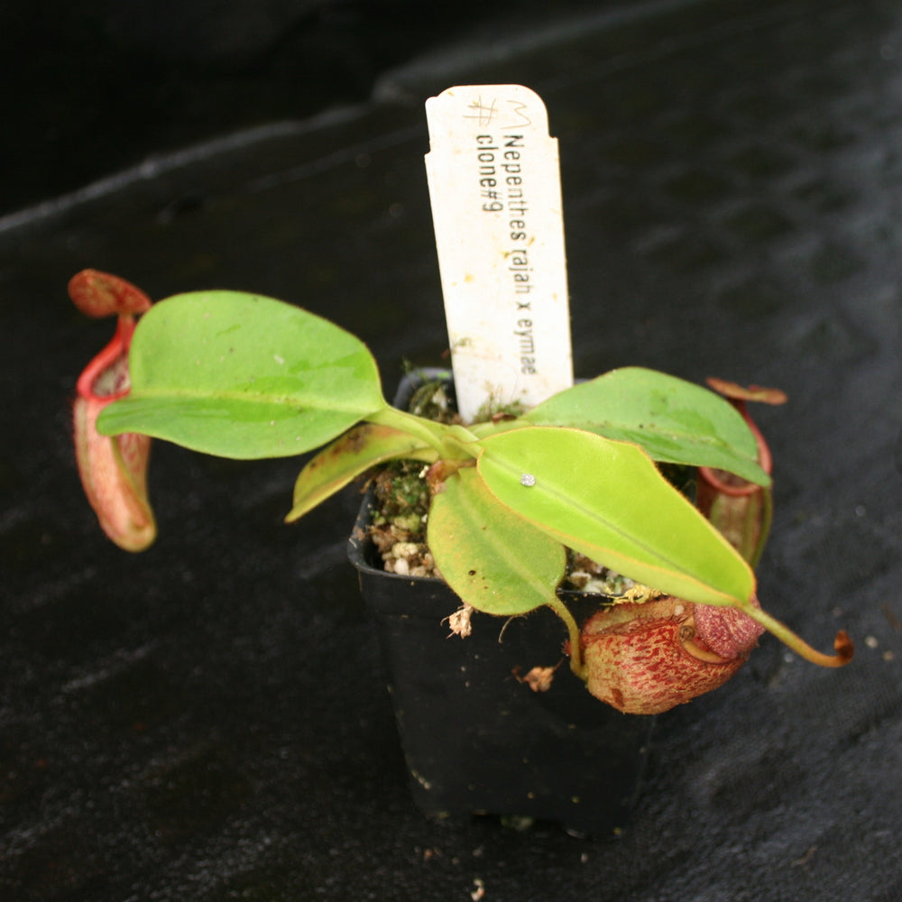 
                      
                        Nepenthes rajah x eymae
                      
                    