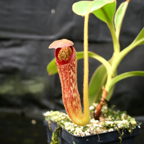 Nepenthes klossii clone 237 pitcher with red mottled tube and fuzzy yellow stem in a mossy pot