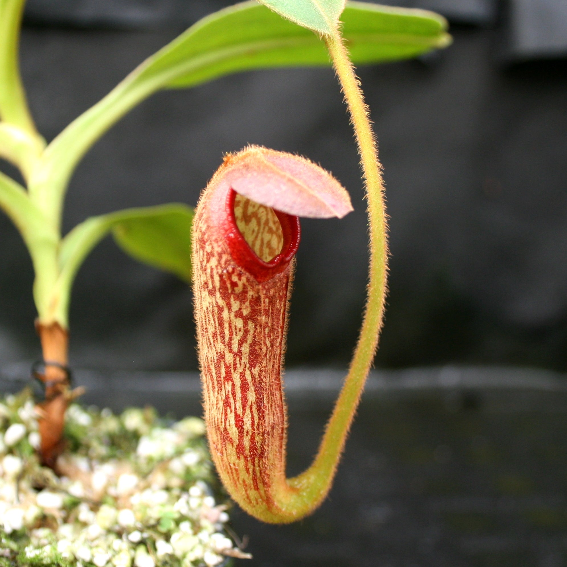 ke-non ケノン ver8.4 Nepenthes klossii, clone 237 – Carnivero
