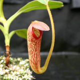 Nepenthes klossii, clone 237