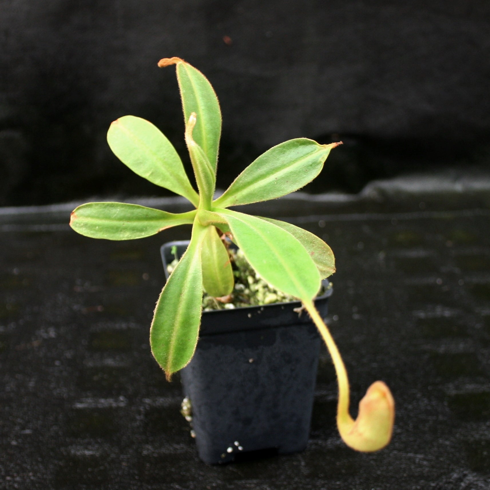 Nepenthes klossii, clone 237 – Carnivero