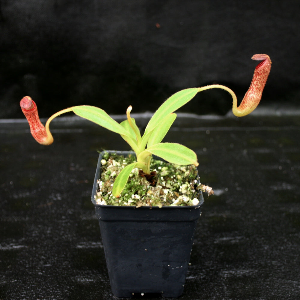 
                      
                        Nepenthes klossii, clone 227
                      
                    