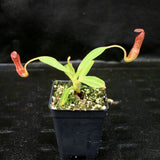 Nepenthes klossii, clone 227