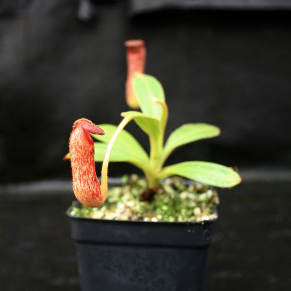 
                      
                        Nepenthes klossii, clone 227
                      
                    