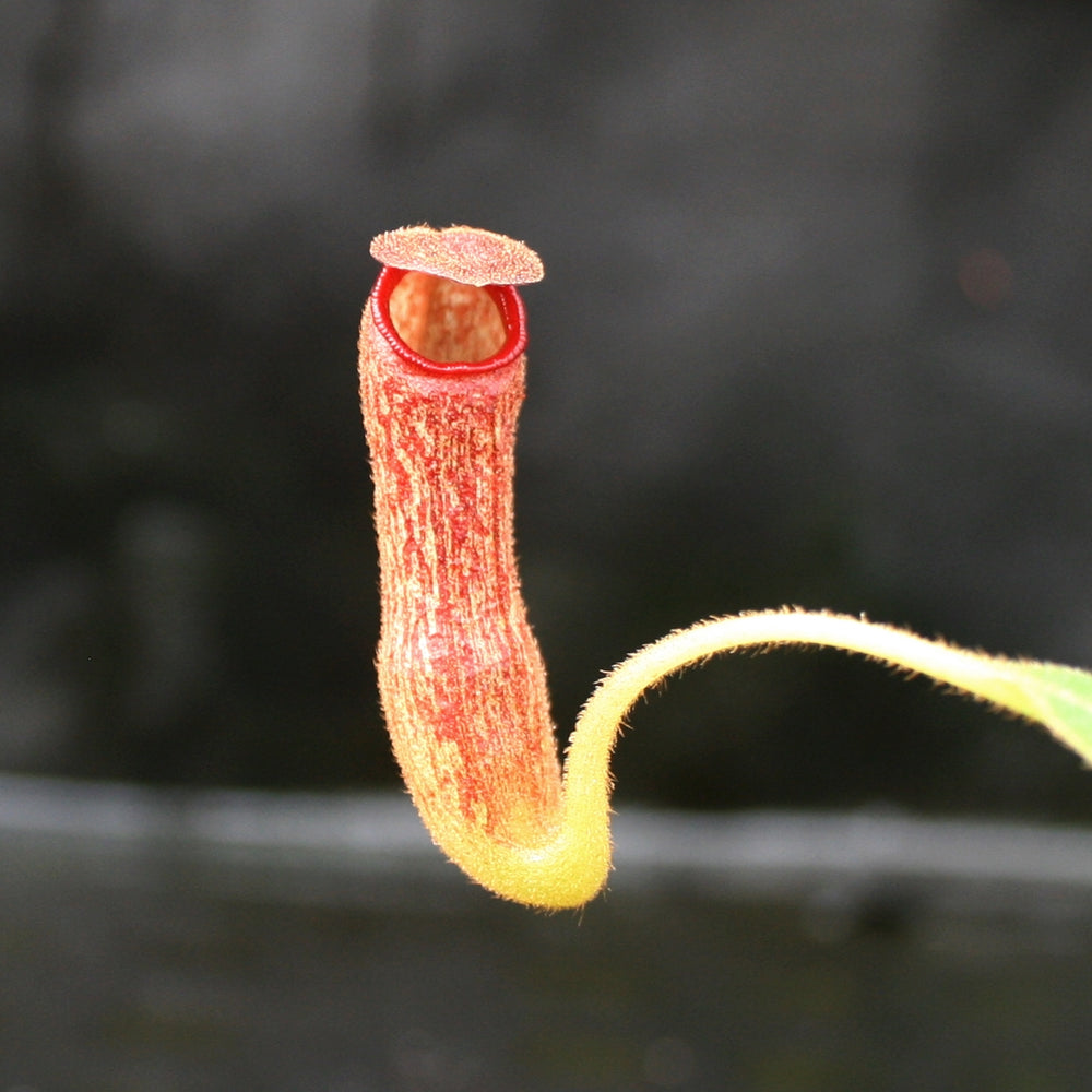 
                      
                        Nepenthes klossii, clone 227
                      
                    