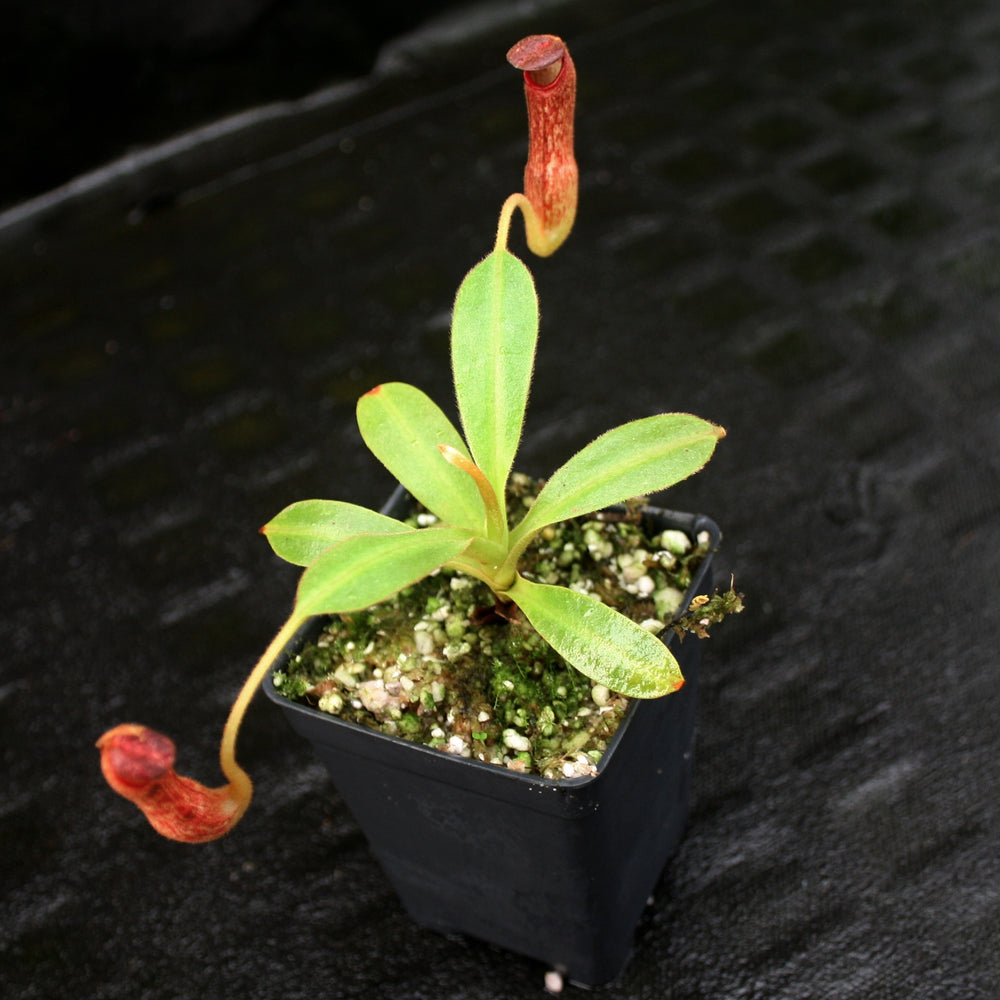 
                      
                        Nepenthes klossii, clone 227
                      
                    