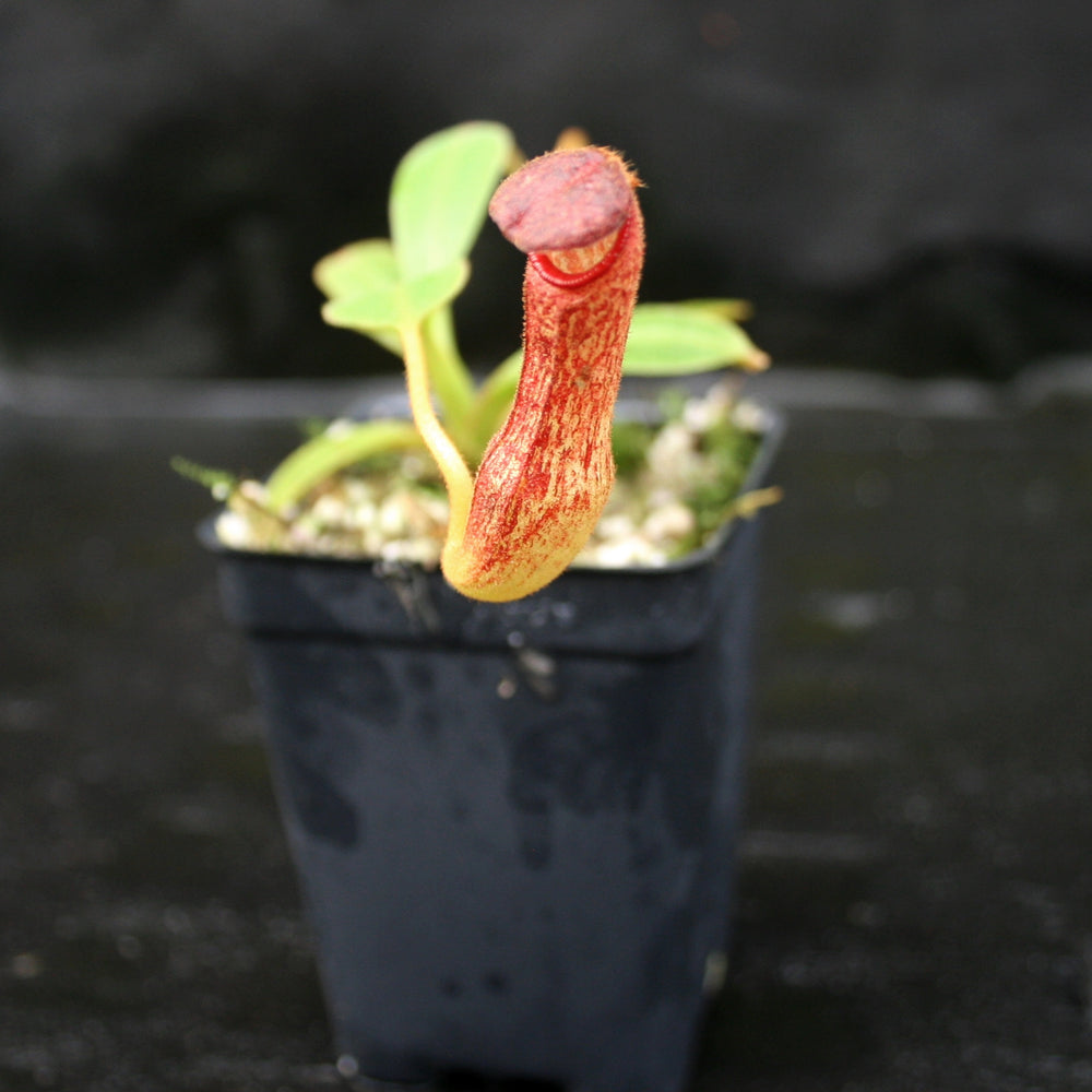 
                      
                        Nepenthes klossii, clone 227
                      
                    