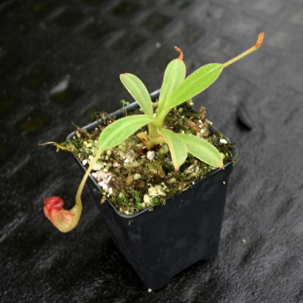 
                      
                        Nepenthes klossii, clone 227
                      
                    