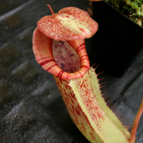 Nepenthes veitchii JB x boschiana JB pitcher plant with red striped peristome in a pale green pitcher