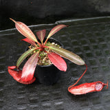Nepenthes peltata, BE-4025