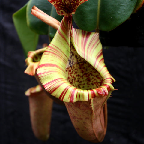 The Wave Nepenthes with lime green striped peristome and a hanging pitcher against a dark background