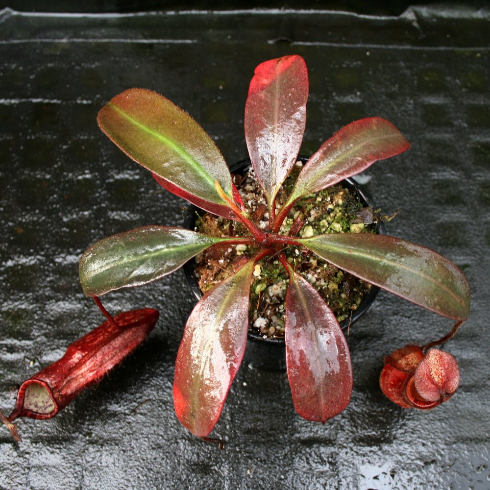 
                      
                        Nepenthes peltata, BE-4025
                      
                    
