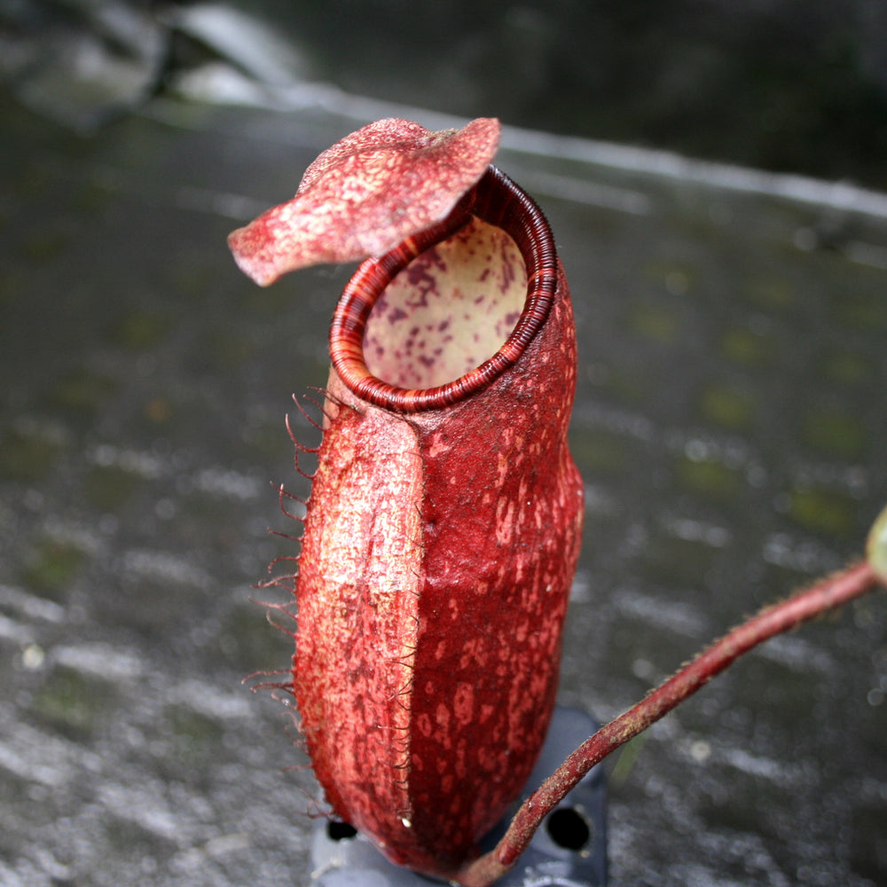 
                      
                        Nepenthes peltata, BE-4025
                      
                    