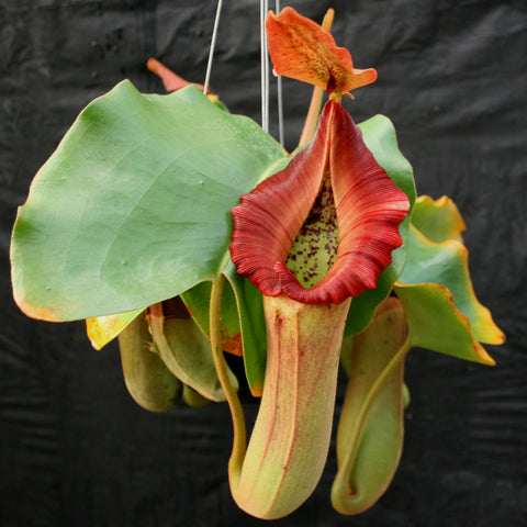 Nepenthes truncata x Pasian Red plant with a red hanging pitcher and broad green leaves against a dark backdrop