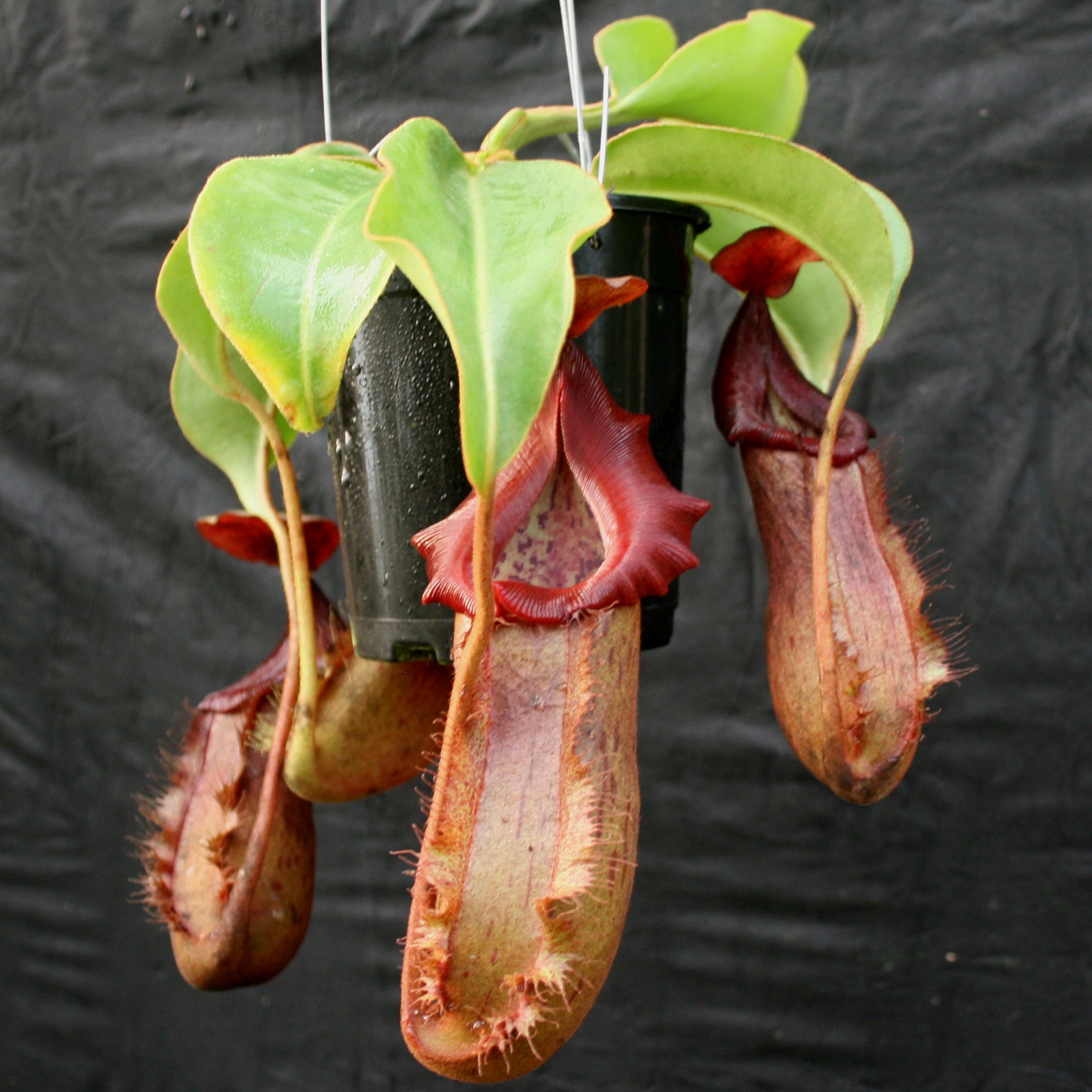 花 t3plant.car Nepenthes 'Splendid Diana' x (truncata x maxima) JG #2 CAR-0110