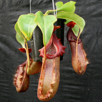 Nepenthes 'Splendid Diana' x (truncata x maxima) JG #2 CAR-0110