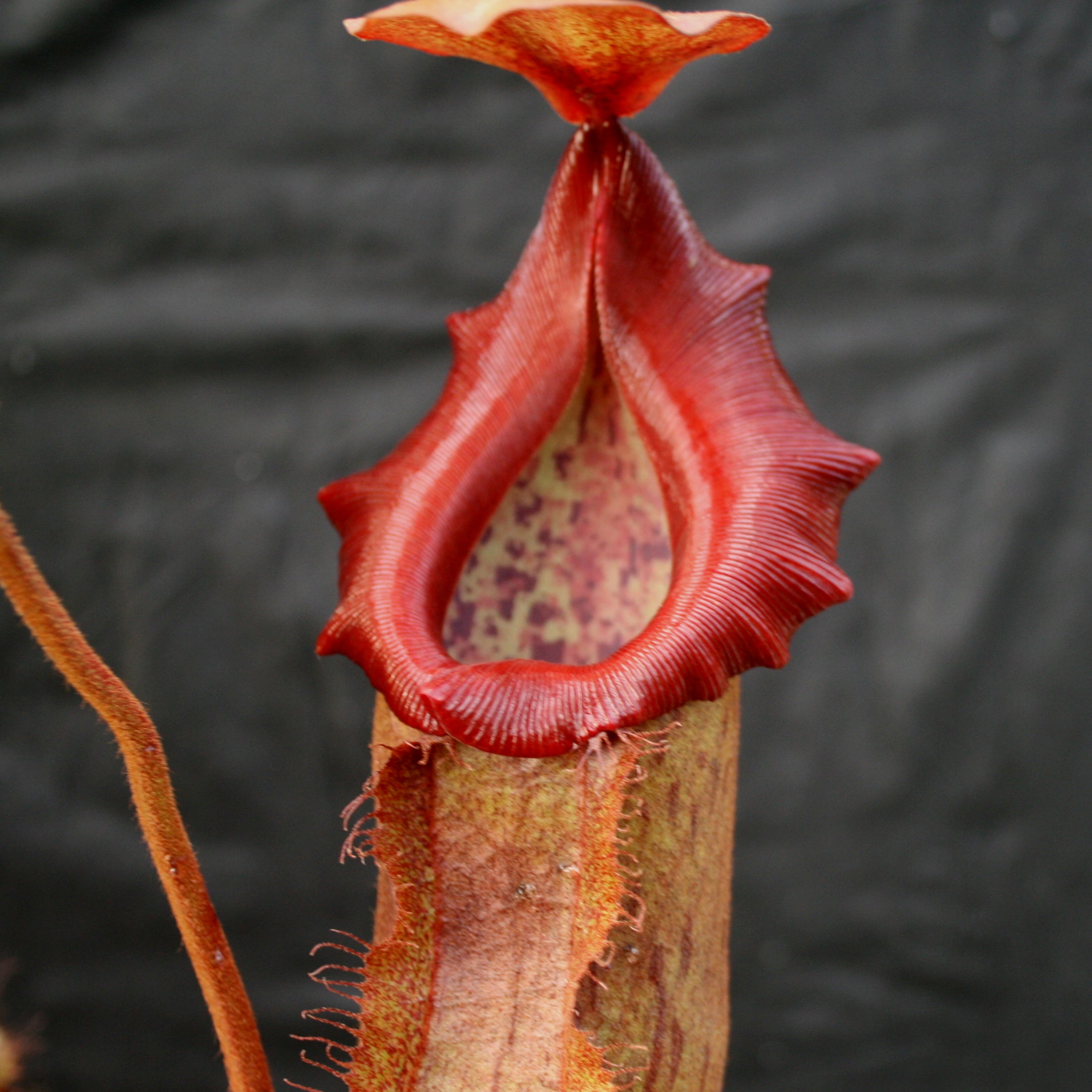 Nepenthes 'Splendid Diana' x (truncata x maxima) JG #2 CAR-0110