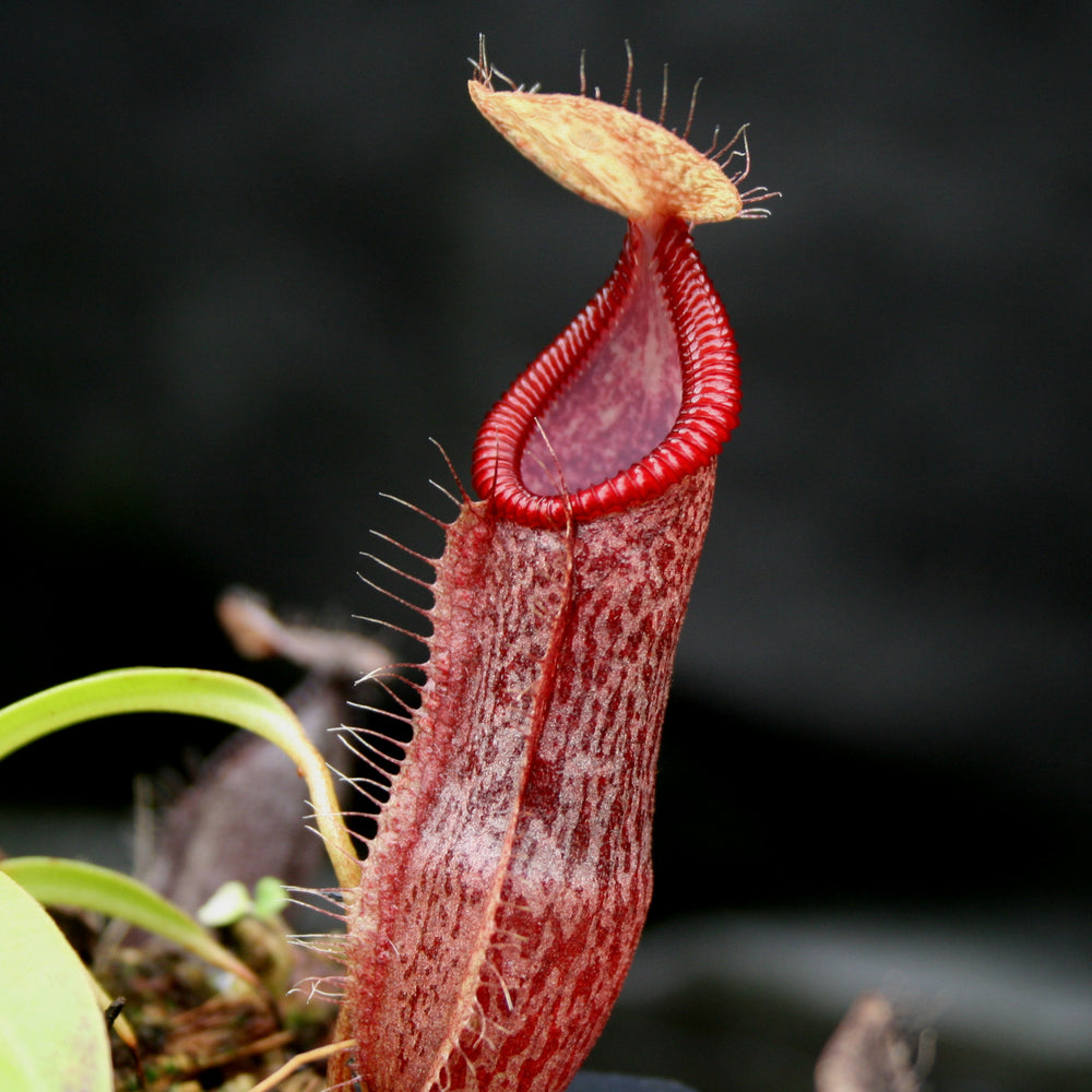 
                      
                        Nepenthes singalana variegated x hamata, CAR-0138
                      
                    