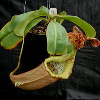 Nepenthes (maxima x campanulata) x veitchii "The Wave", CAR-0070