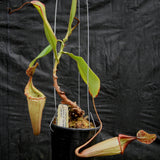 Nepenthes (maxima x campanulata) x veitchii "The Wave", CAR-0070