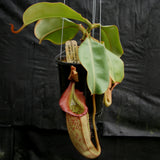 Nepenthes (maxima x campanulata) x veitchii "The Wave", CAR-0070