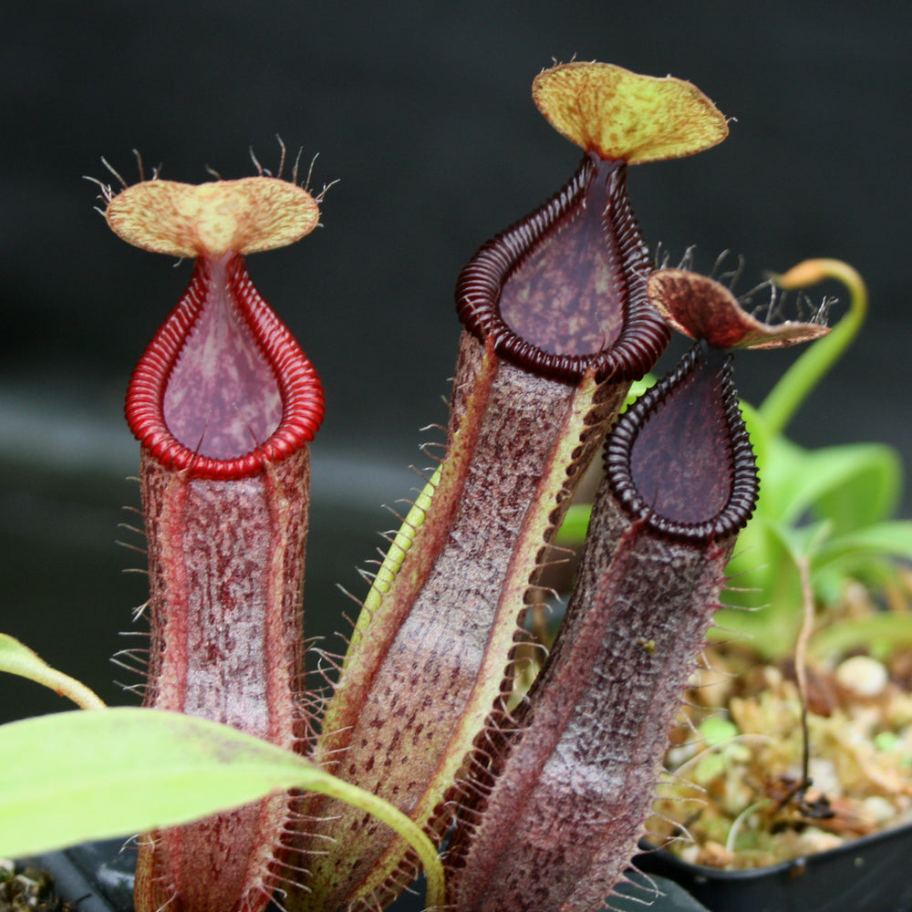 
                      
                        Nepenthes singalana variegated x hamata, CAR-0138
                      
                    