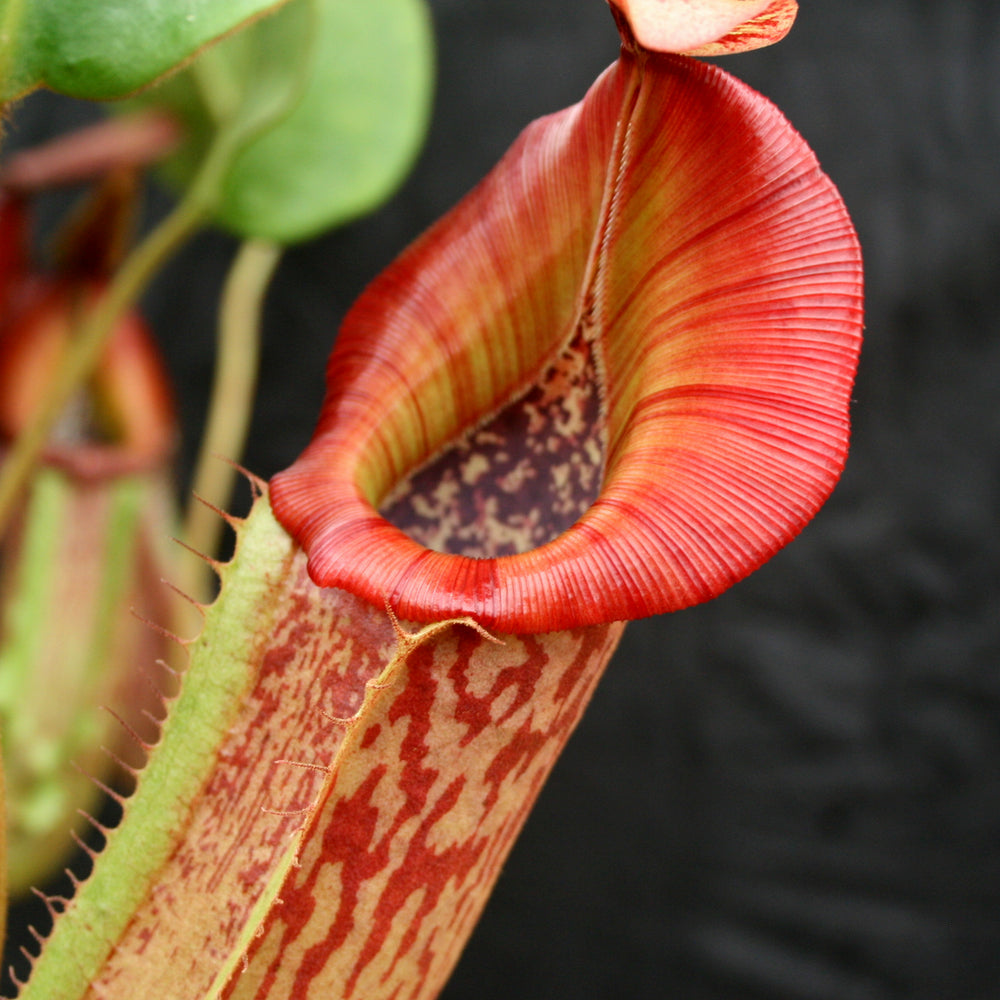 
                      
                        Nepenthes (Rokko x boschiana) x veitchii, CAR-0122
                      
                    