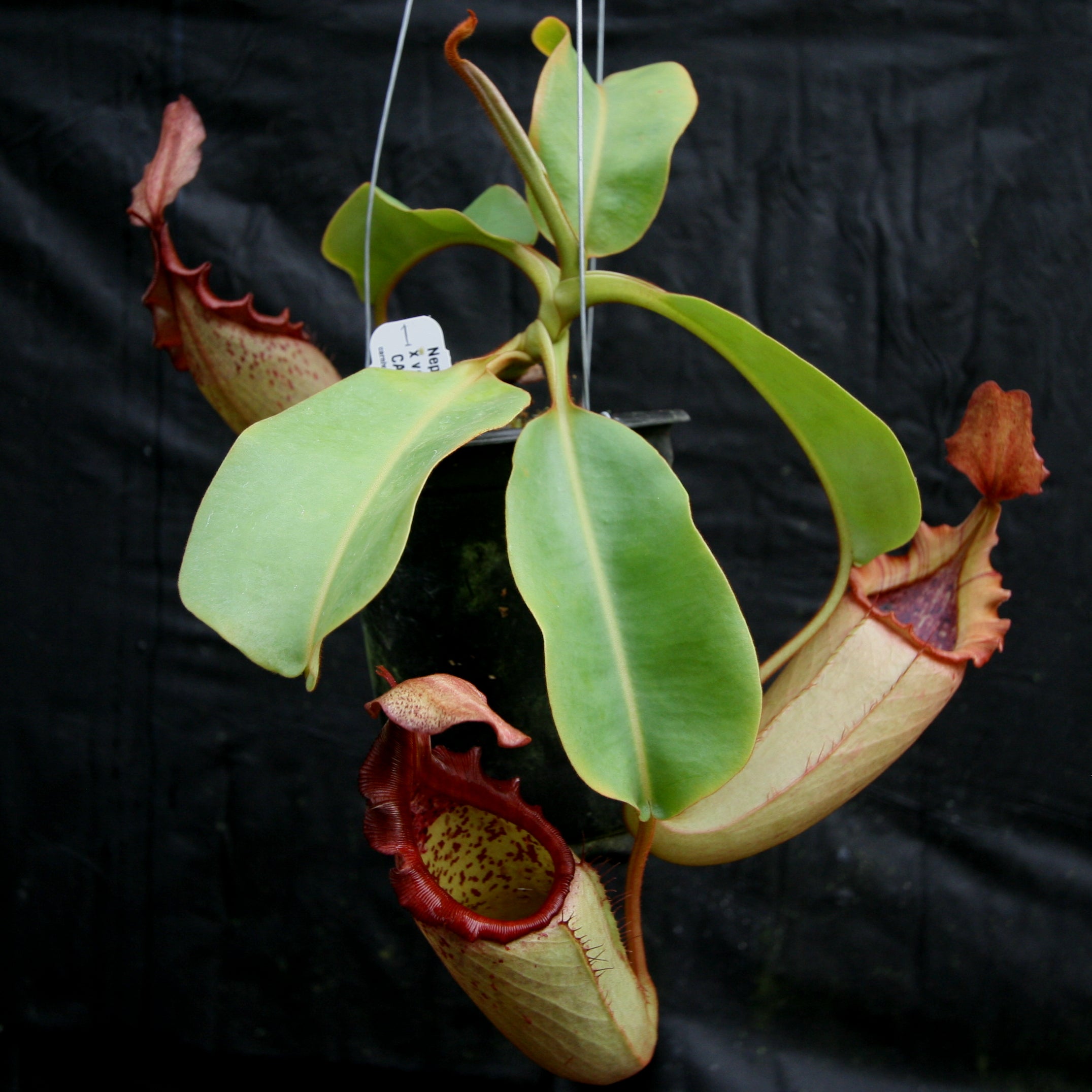 Nepenthes (maxima x campanulata) x veitchii 