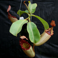 Nepenthes (maxima x campanulata) x veitchii "Pink Candy Cane", CAR-0055
