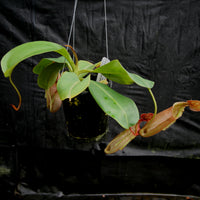 Nepenthes (maxima x campanulata) x veitchii "Pink Candy Cane", CAR-0055