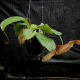 Nepenthes (maxima x campanulata) x veitchii "Pink Candy Cane", CAR-0055