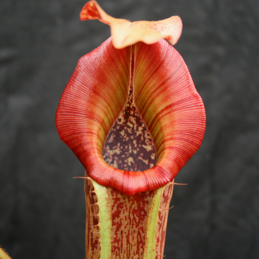 
                      
                        Nepenthes (Rokko x boschiana) x veitchii, CAR-0122
                      
                    