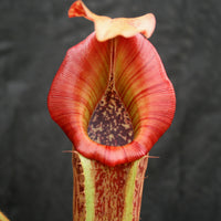 Nepenthes (Rokko x boschiana) x veitchii, CAR-0122